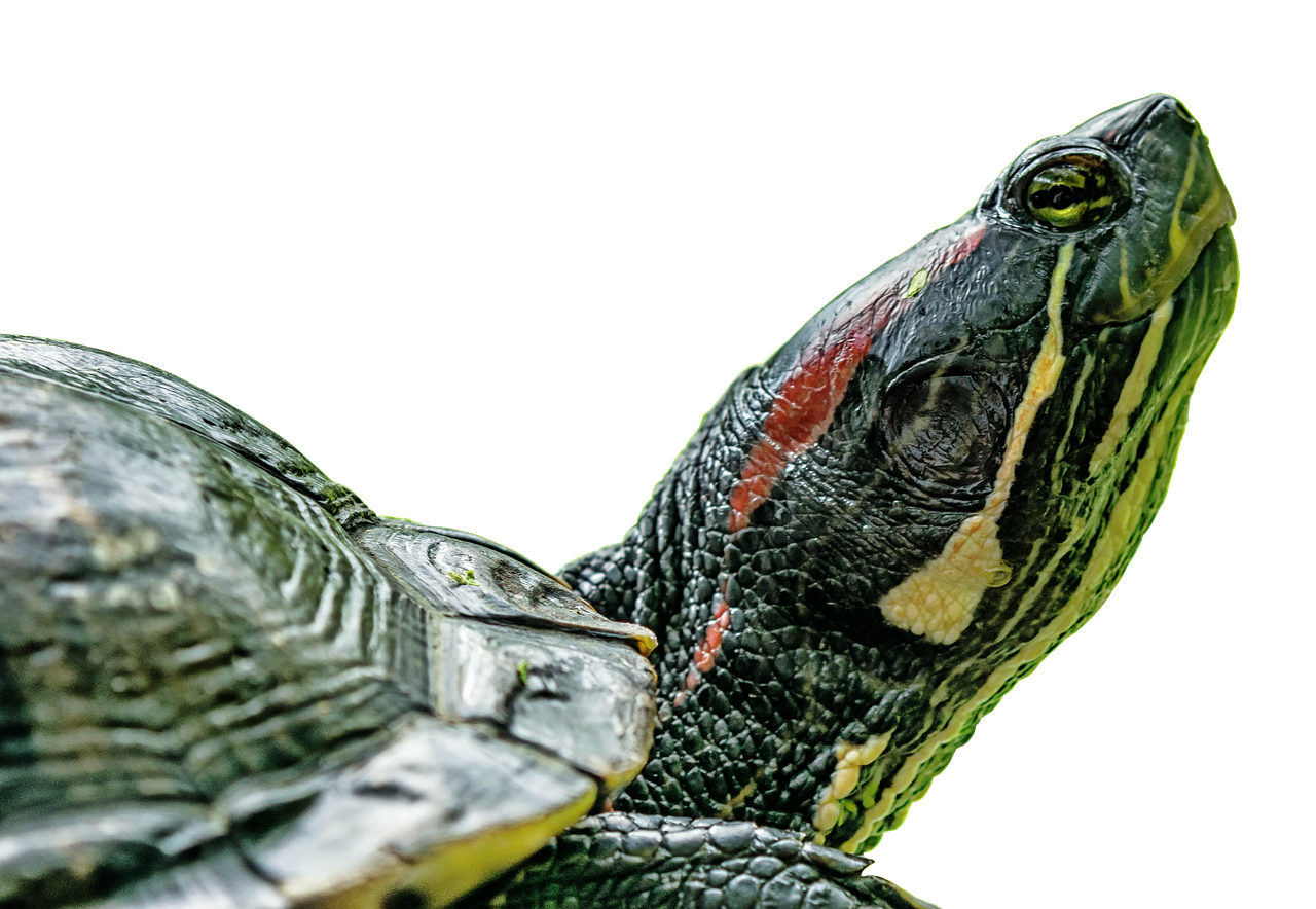 Turtle vs Tortoise: What’s the Real Difference?