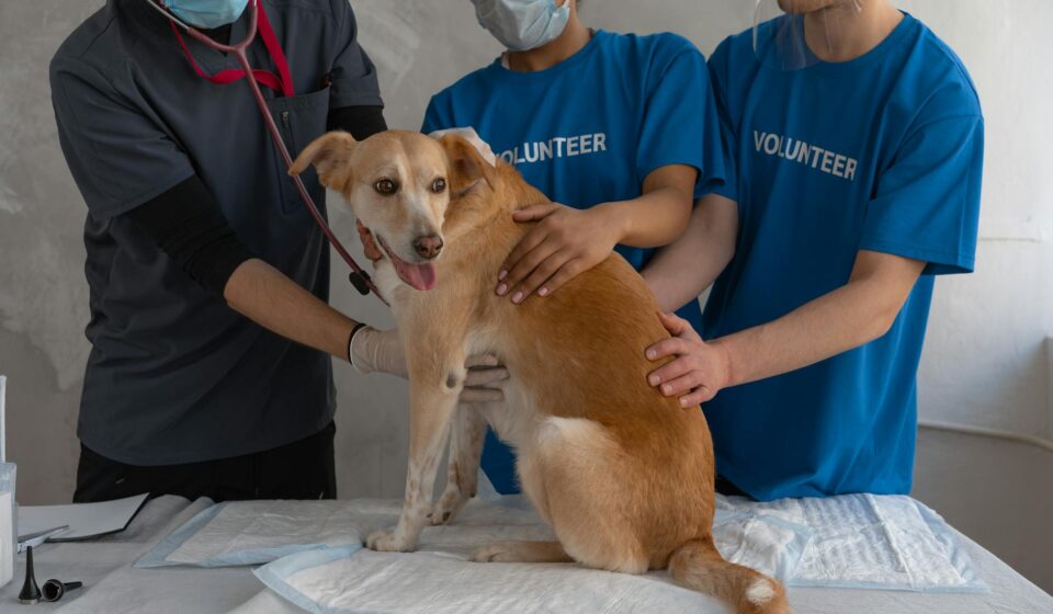 Vet Approved Ear Cleaning Solution for Dogs in 2026: A Complete Guide