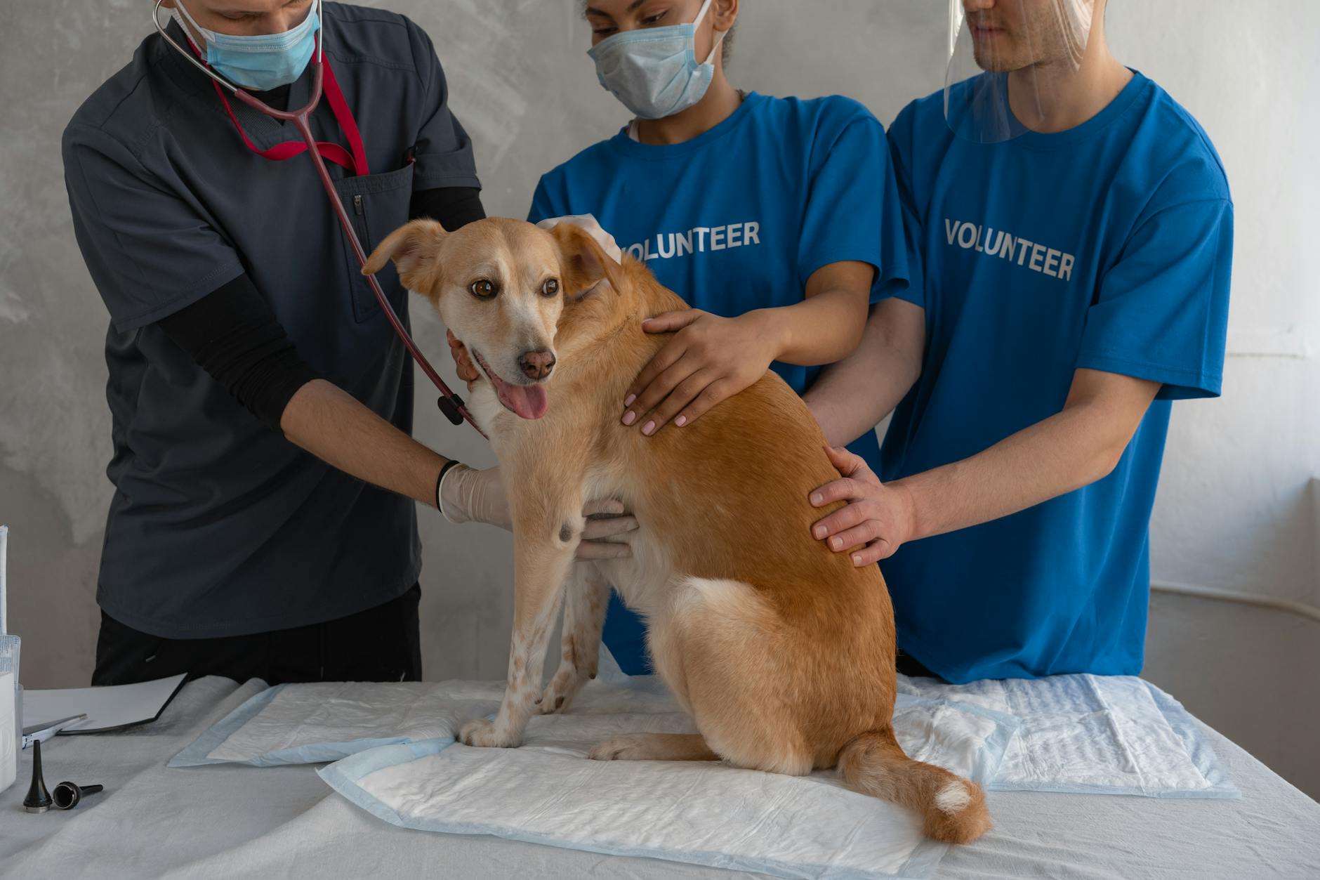 Vet Approved Ear Cleaning Solution for Dogs: A Complete Guide