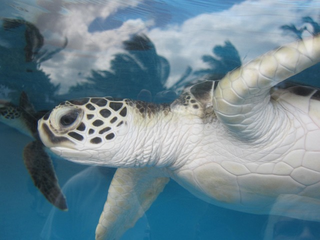 A well-maintained turtle aquarium with a basking platform and a strong filter.